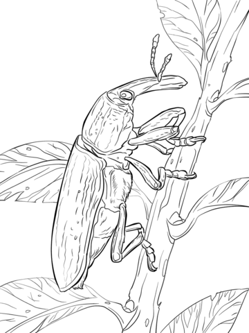 Yellow Weevil Coloring Page